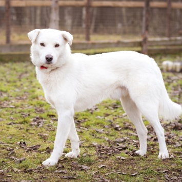 Собаки в добрые руки - Бельчик - 3