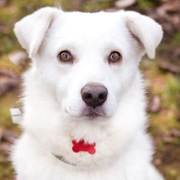 Собаки в добрые руки - Бельчик - 4