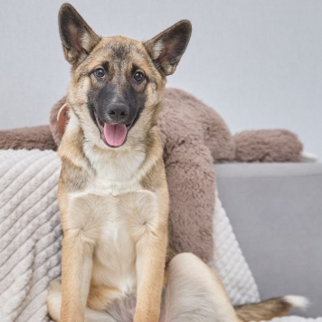 Собаки в добрые руки - Молли