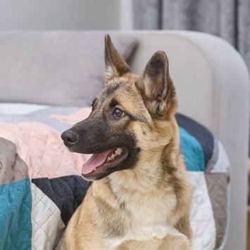 Собаки в добрые руки - Молли - 1