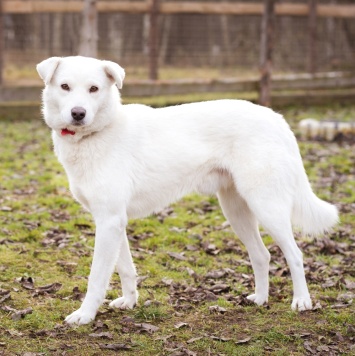 Собаки в добрые руки - Бельчик