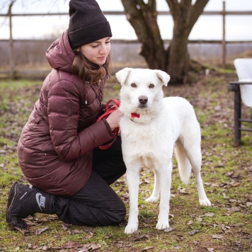 Собаки в добрые руки - Бельчик - 2