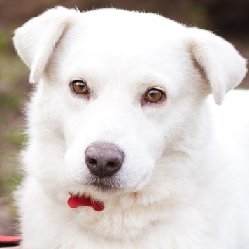 Собаки в добрые руки - Бельчик - 3