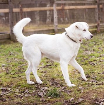 Собаки в добрые руки - Бельчик - 4