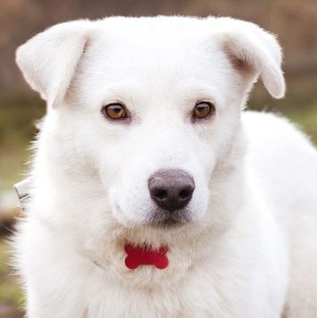 Собаки в добрые руки - Бельчик