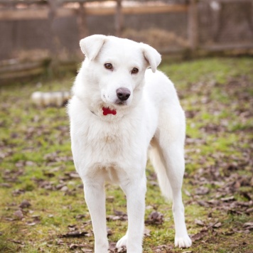 Собаки в добрые руки - Бельчик - 1