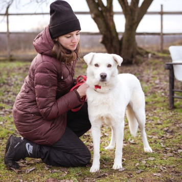 Собаки в добрые руки - Бельчик - 2