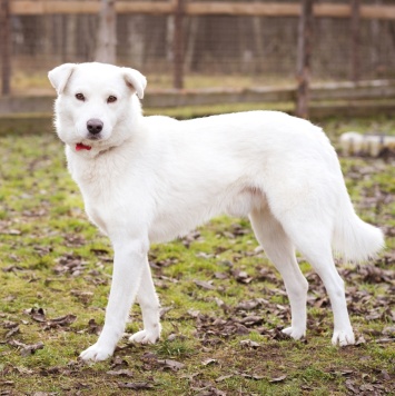 Собаки в добрые руки - Бельчик - 3