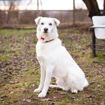 Собаки в добрые руки - Бельчик - 4