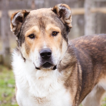 Собаки в добрые руки - Мишаня