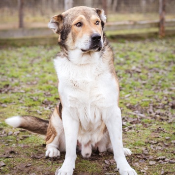 Собаки в добрые руки - Мишаня - 3