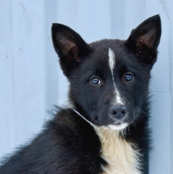 Герда - Собаки в добрые руки