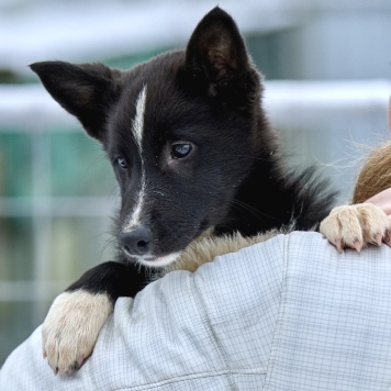 Собаки в добрые руки - Герда - 1