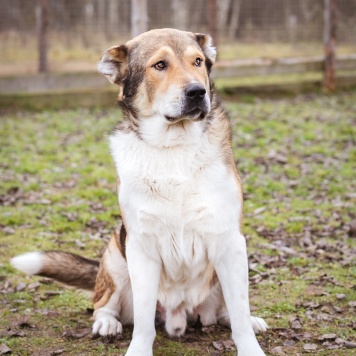 Собаки в добрые руки - Мишаня