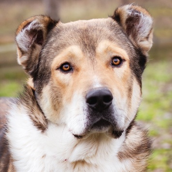 Собаки в добрые руки - Мишаня - 3