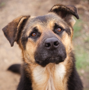 Добрыня - Собаки в добрые руки