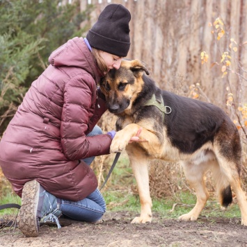 Собаки в добрые руки - Добрыня - 1