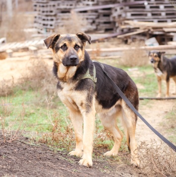 Собаки в добрые руки - Добрыня - 2