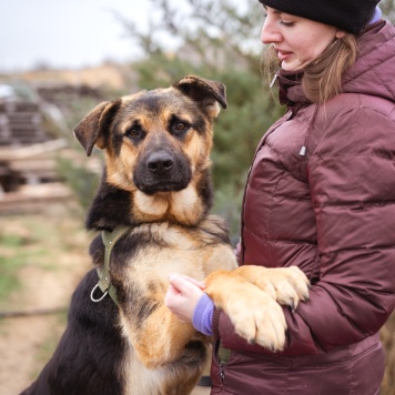 Собаки в добрые руки - Добрыня - 3