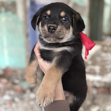 Барни - Собаки в добрые руки