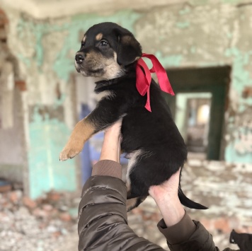 Собаки в добрые руки - Барни - 2