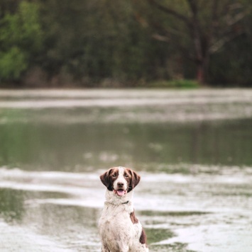 Майк - Собаки в добрые руки