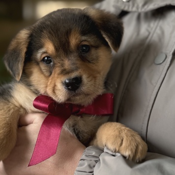 Санта - Собаки в добрые руки