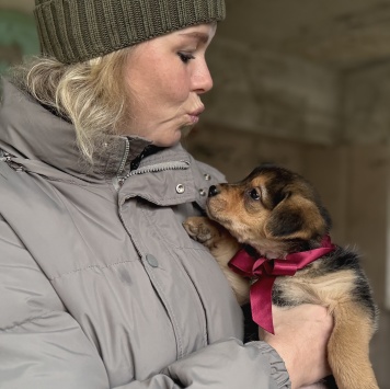 Собаки в добрые руки - Санта - 1