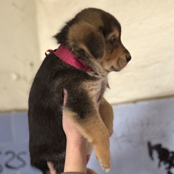 Собаки в добрые руки - Санта - 2