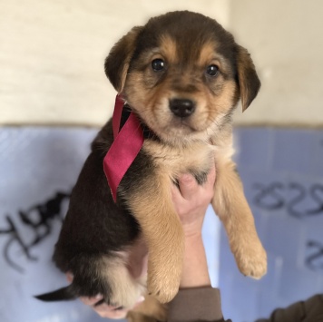 Собаки в добрые руки - Санта - 3