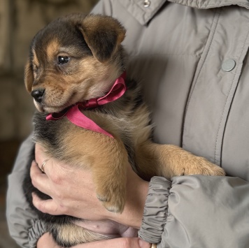 Собаки в добрые руки - Санта - 4