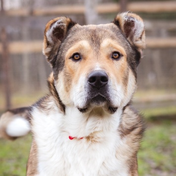 Мишаня - Собаки в добрые руки