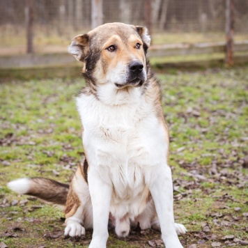 Собаки в добрые руки - Мишаня - 1
