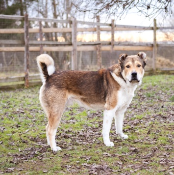 Собаки в добрые руки - Мишаня - 2
