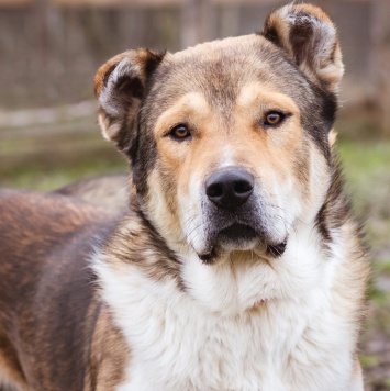 Собаки в добрые руки - Мишаня - 3