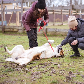 Собаки в добрые руки - Мишаня - 4