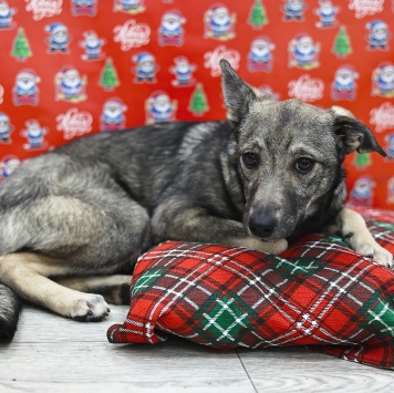 Элиза - Собаки в добрые руки