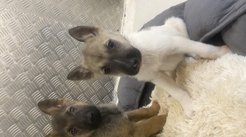 Собаки в добрые руки - Бэля