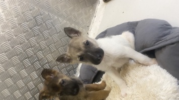 Собаки в добрые руки - Бэля - 2