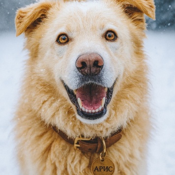 Собаки в добрые руки - Арис - 1