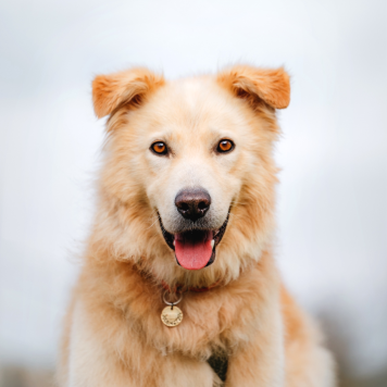 Собаки в добрые руки - Арис - 2
