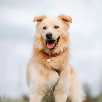 Собаки в добрые руки - Арис - 3