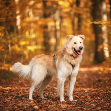 Собаки в добрые руки - Арис - 4