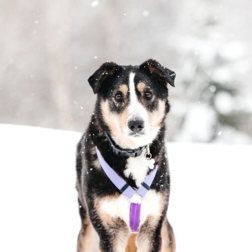 Собаки в добрые руки - Милан