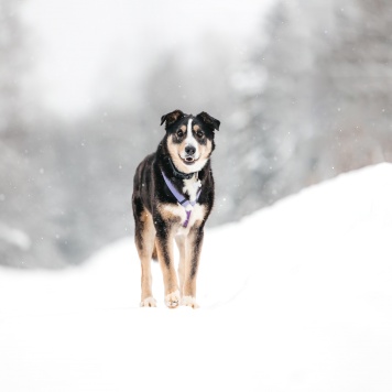 Собаки в добрые руки - Милан - 1