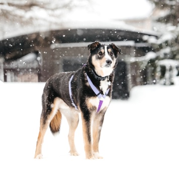 Собаки в добрые руки - Милан - 2