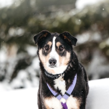 Собаки в добрые руки - Милан - 3