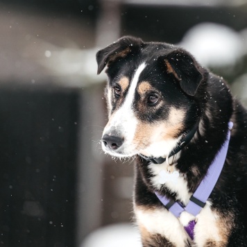 Собаки в добрые руки - Милан - 4