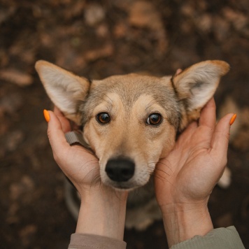 Собаки в добрые руки - Руся