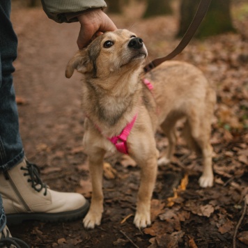 Собаки в добрые руки - Руся - 1